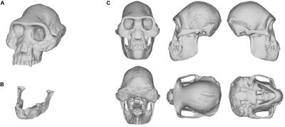 Visual Depictions of Our Evolutionary Past: A Broad Case Study Concerning the Need for Quantitative Methods of Soft Tissue Reconstruction and Art-Science Collaborations